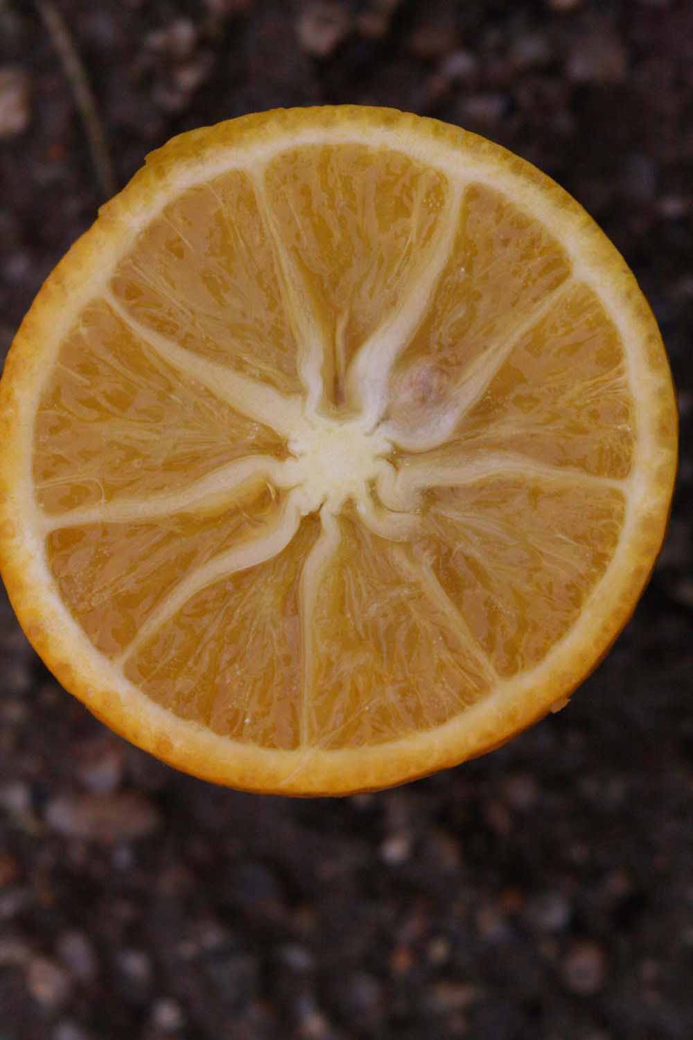            Fruit cross-section (Riverside, CA)   